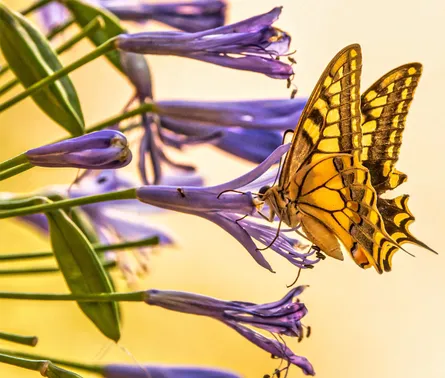 Butterfly on flowers