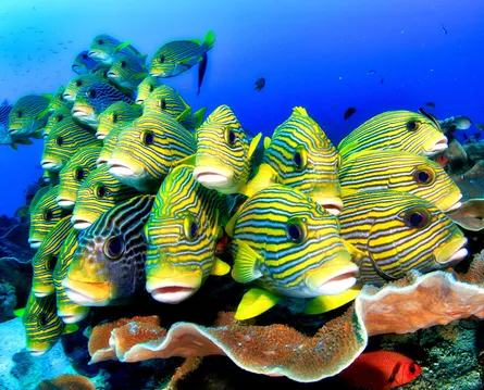 Colorful fish swimming together