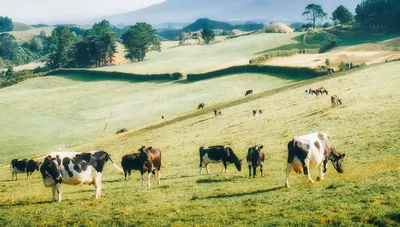 Pastoral Peace