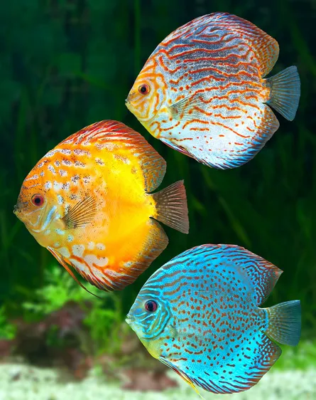 Two fish, side by side