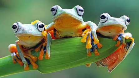 Three tree frogs 122 105