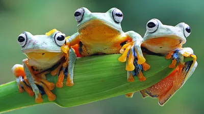 Amphibian Antics