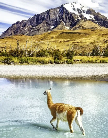 Torres del paine guanaco 122 106