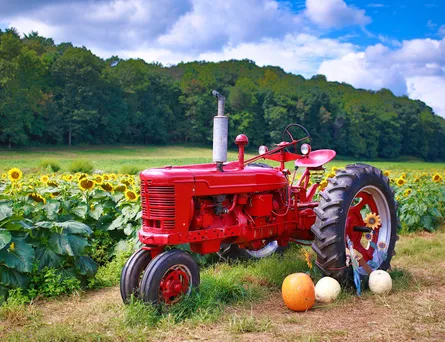 Tractor near pumpkins