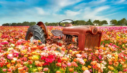 Rusty Tractor in Flower Field