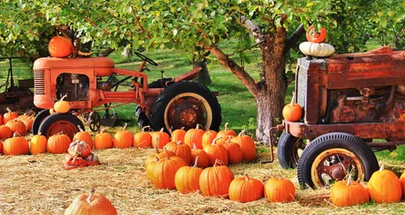 Farm scene with pumpkins and truck