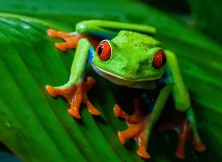 Green frog with red eyes