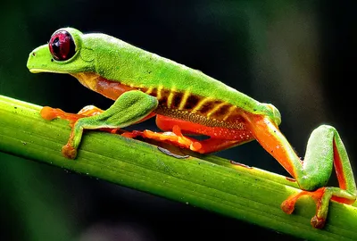 "Vivid Frog on Branch"