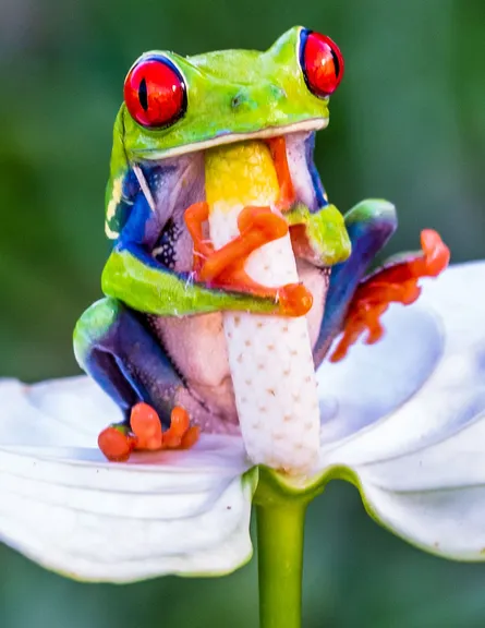 Tree frog and flower 122 109