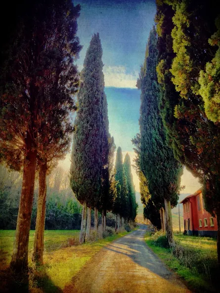 Trees in sunlight