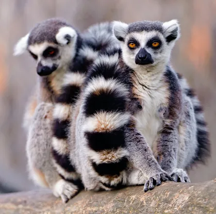 Two lemurs resting on a tree branch