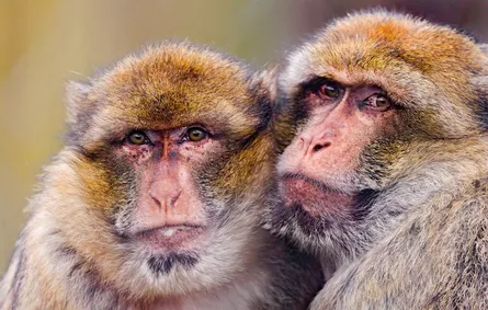 Monkeys sitting together
