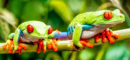 Frogs on Branch