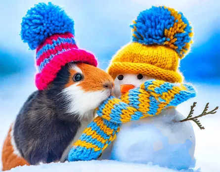 Christmas Fun with Guinea Pigs