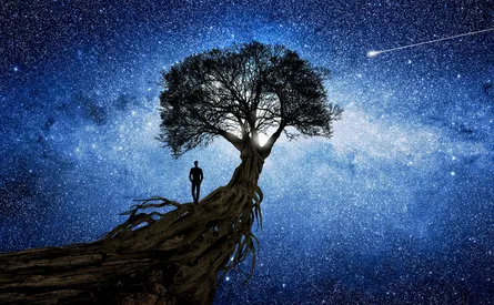 Tree silhouette on cliff at night