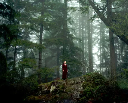 Enchanted Forest Solitude