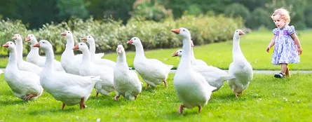 Baby among geese