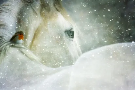 Horse with bird in snow