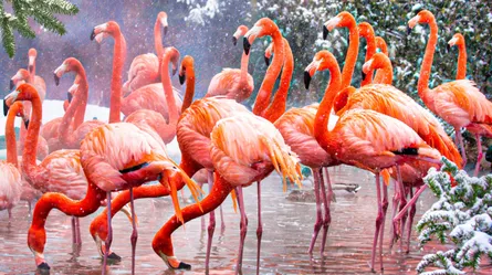 Colorful flamingos by water