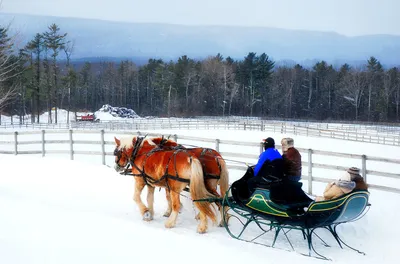 Horse-drawn sleigh ride in snowy field
