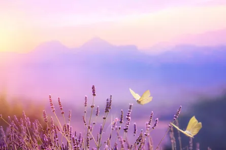 Purple flowers and butterflies at sunset