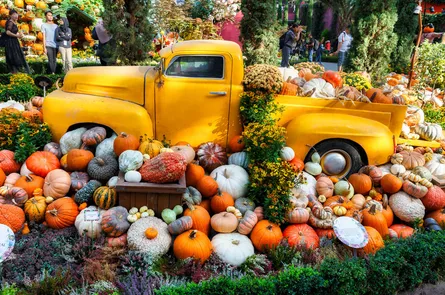 Multiple pumpkins on display