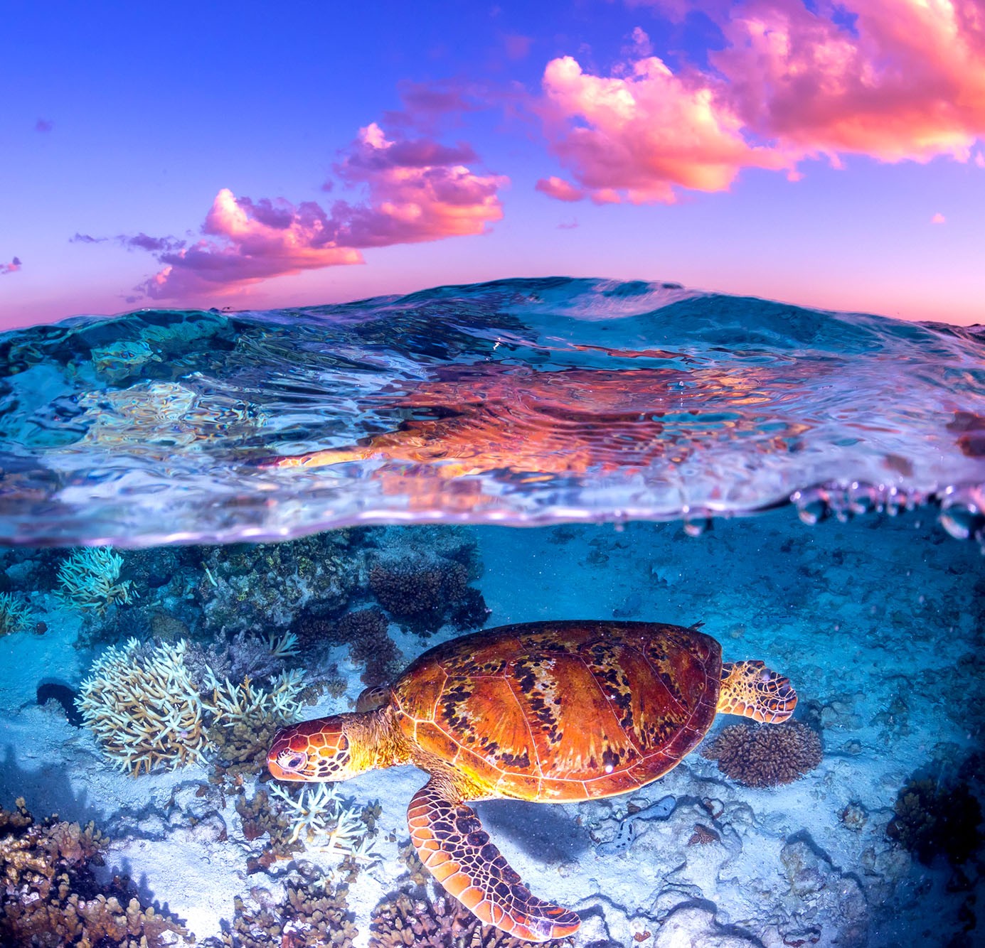 Sea Turtle Swimming