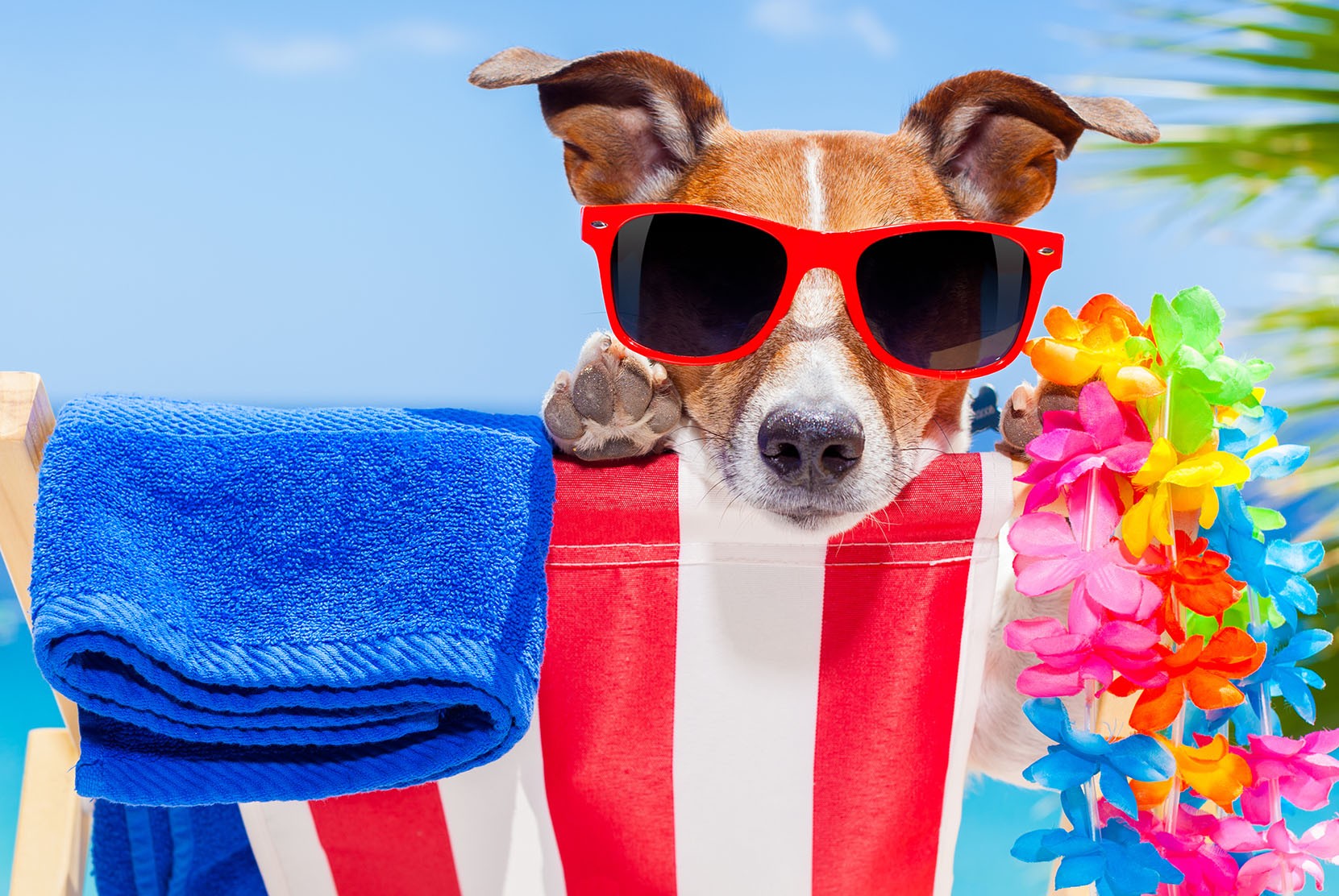 Happy Dog at the Beach