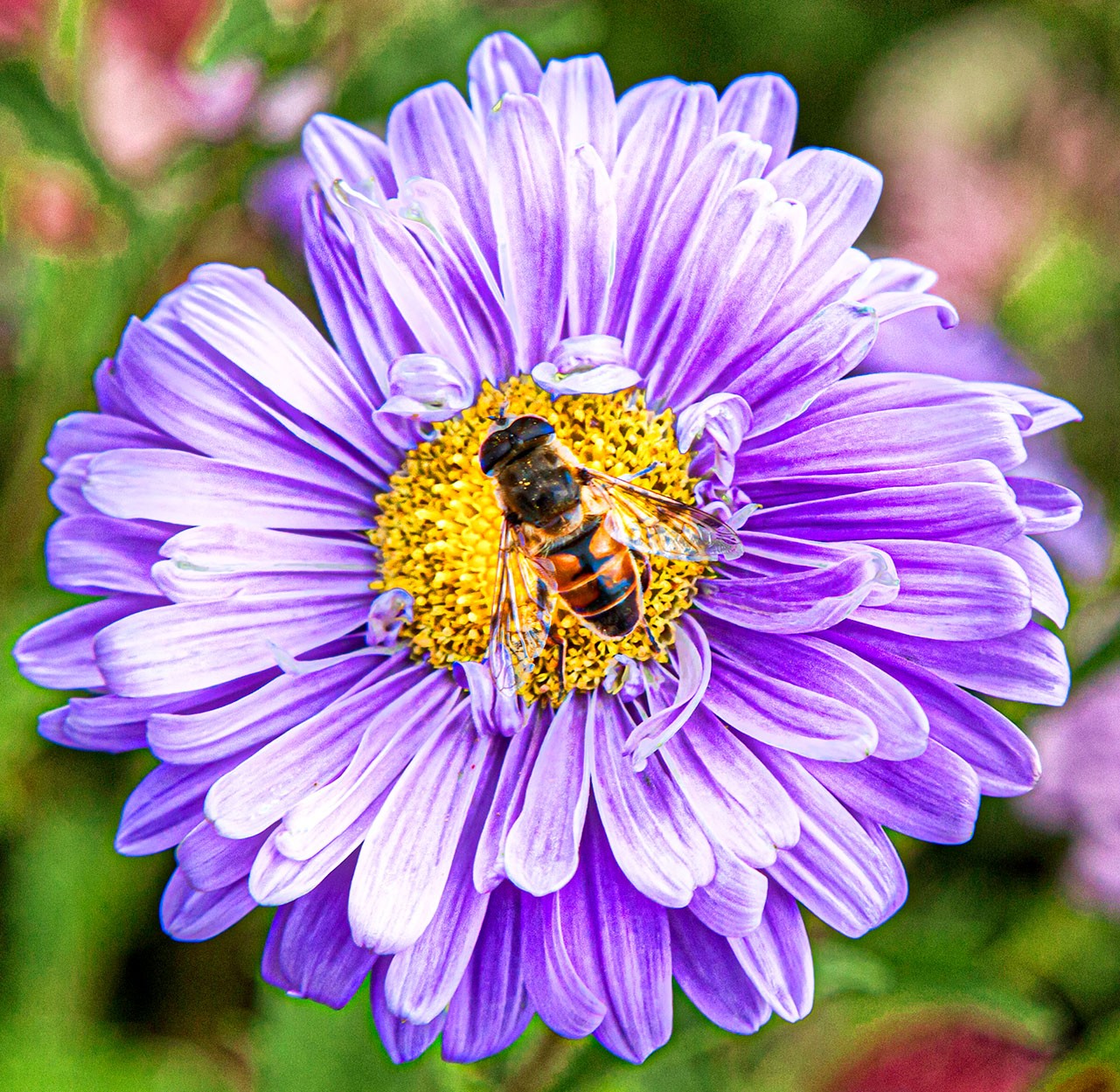 Busy Bee on a Flower
