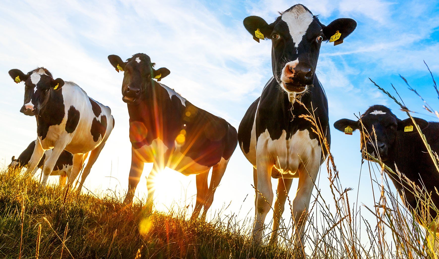 "Sunlit Cows"