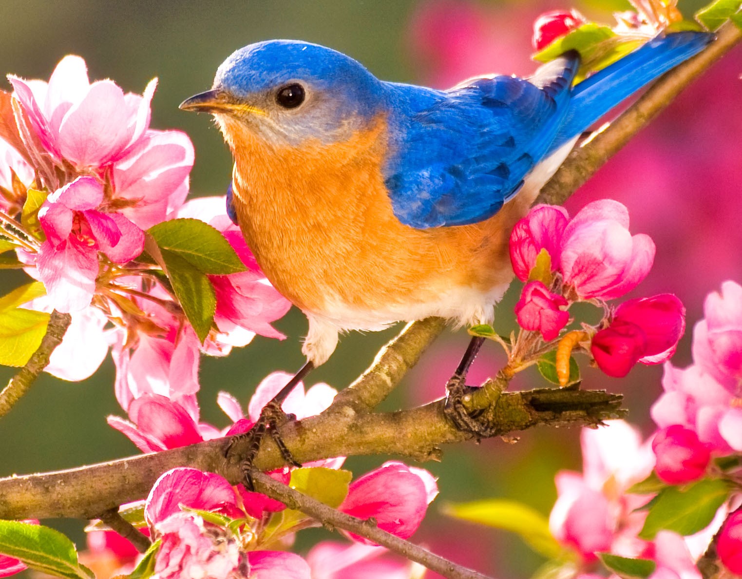 Eastern Bluebird on a Branch