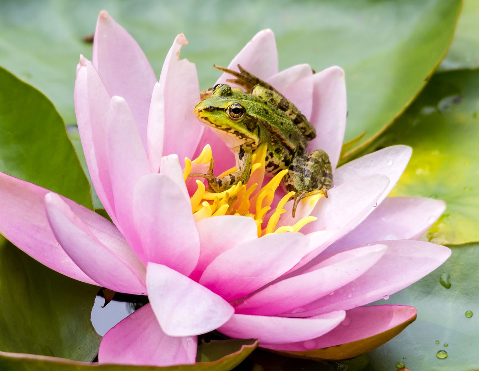 Frog on a Lotus Flower