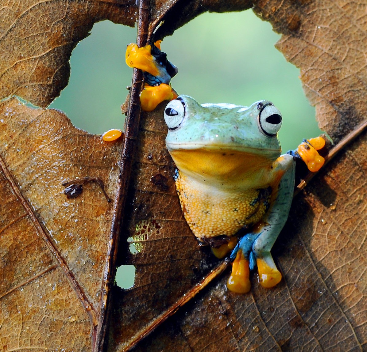 Frog on a Leaf