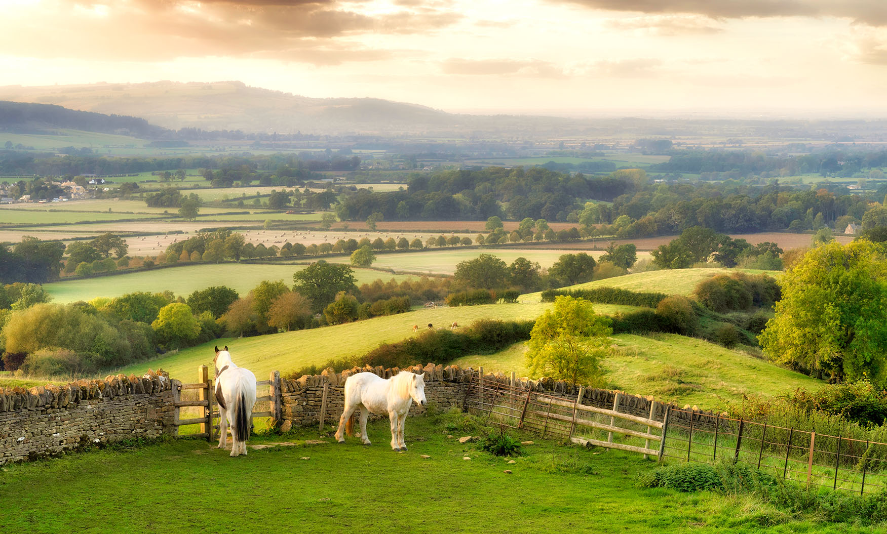Horses on a Hill