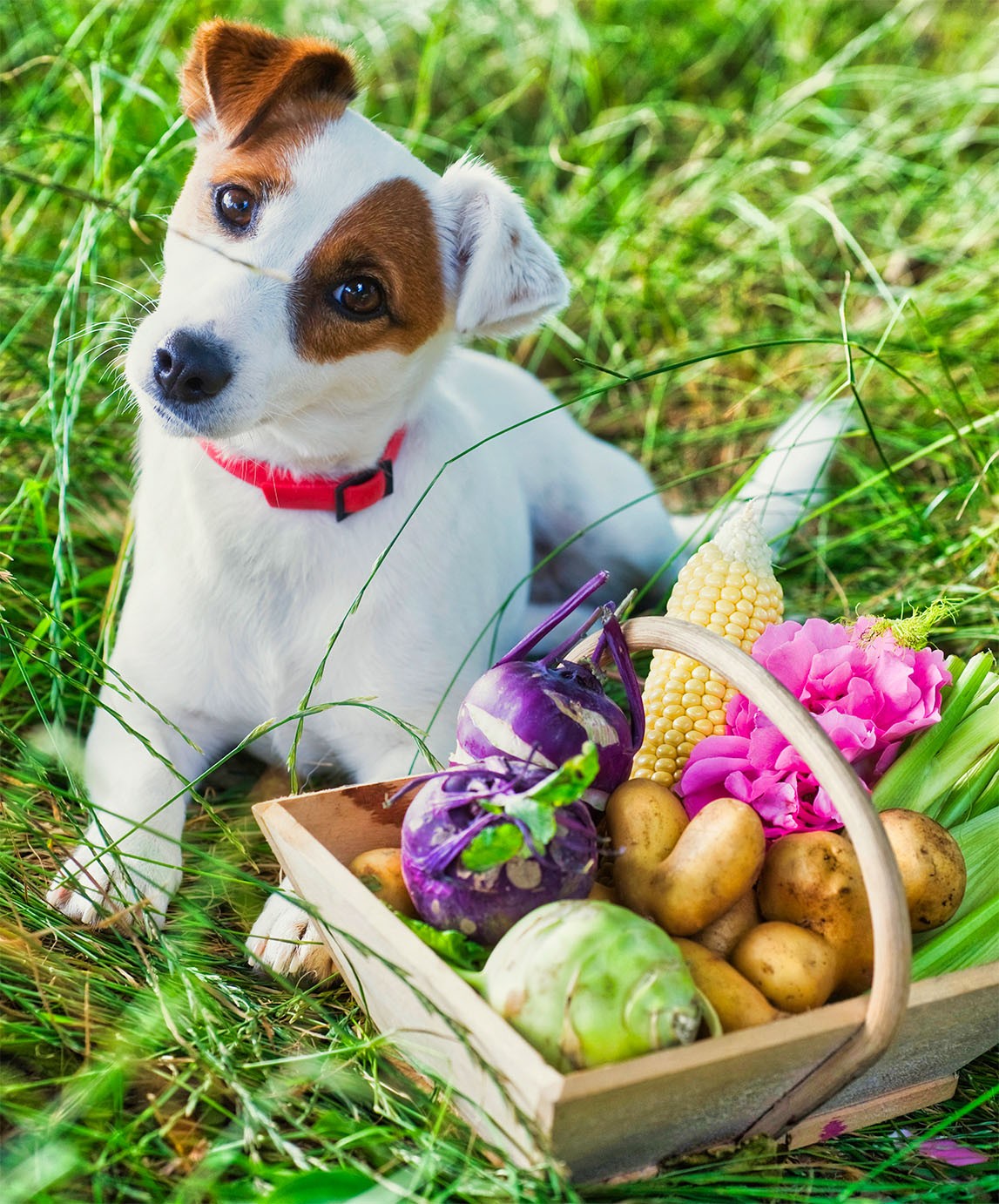 Dog with Vegetables