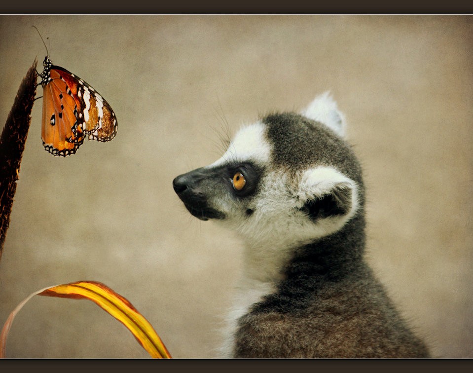 Lemur and Butterfly