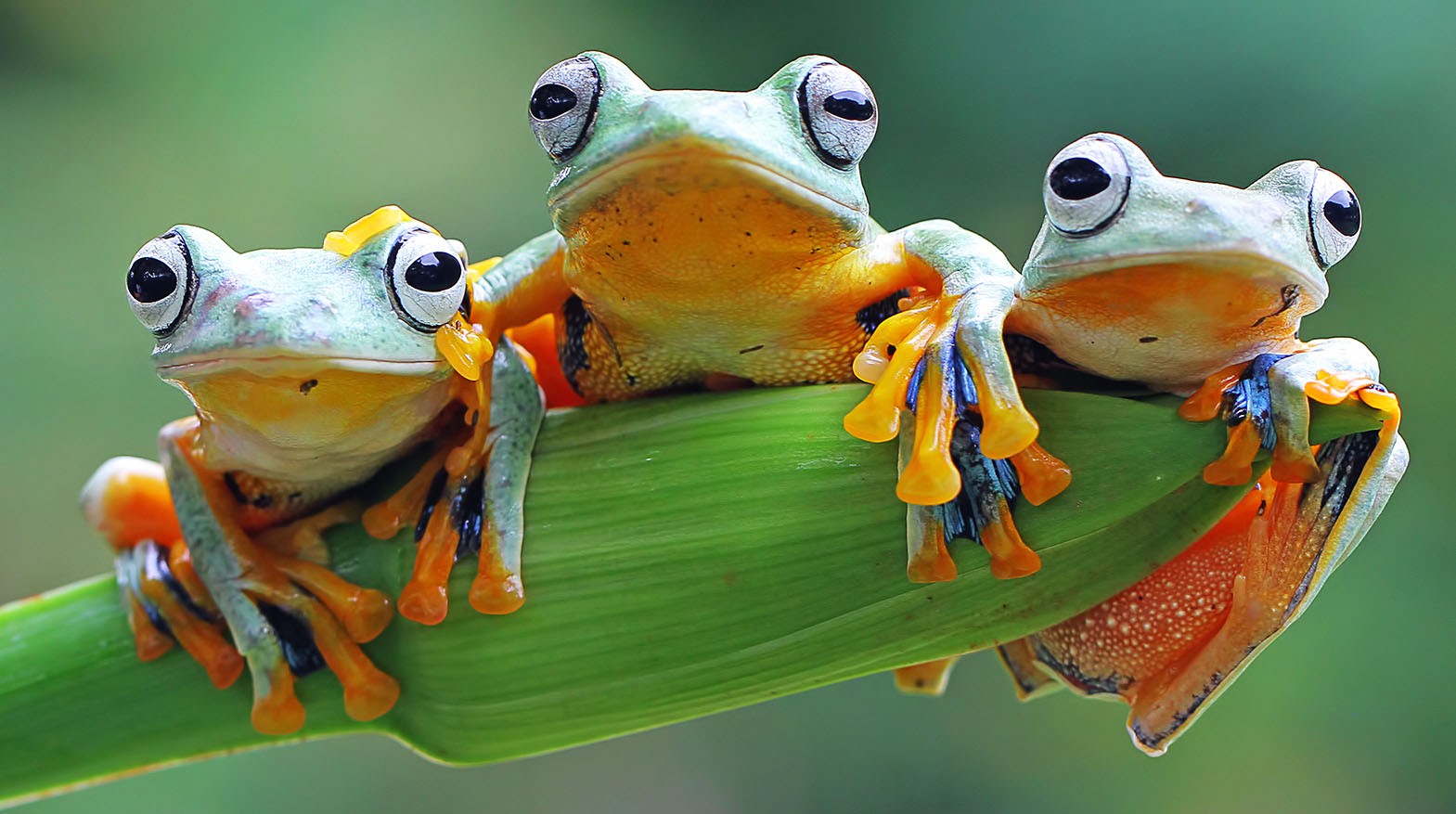 Three tree frogs 122 105 | Jigsaw King