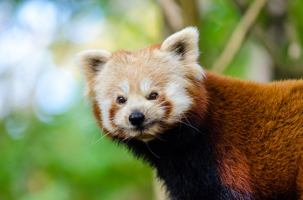 Adorable Red Panda