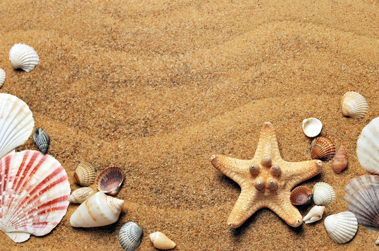 Seashells and starfish on sand