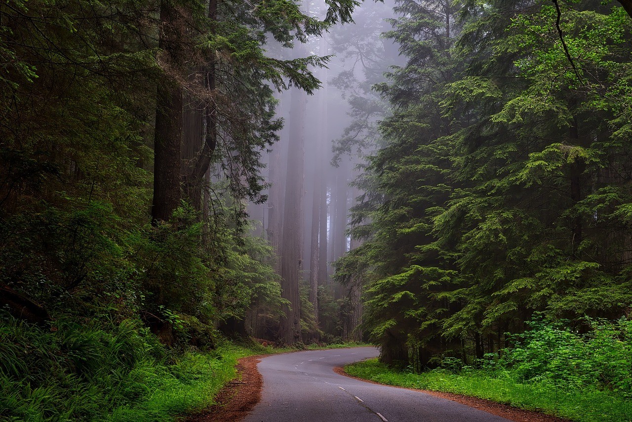 Lush green forest