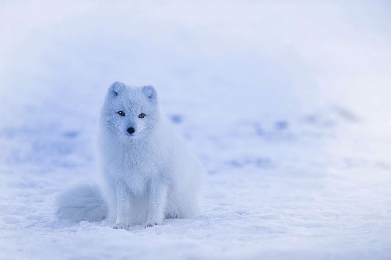 White fox, snowy background