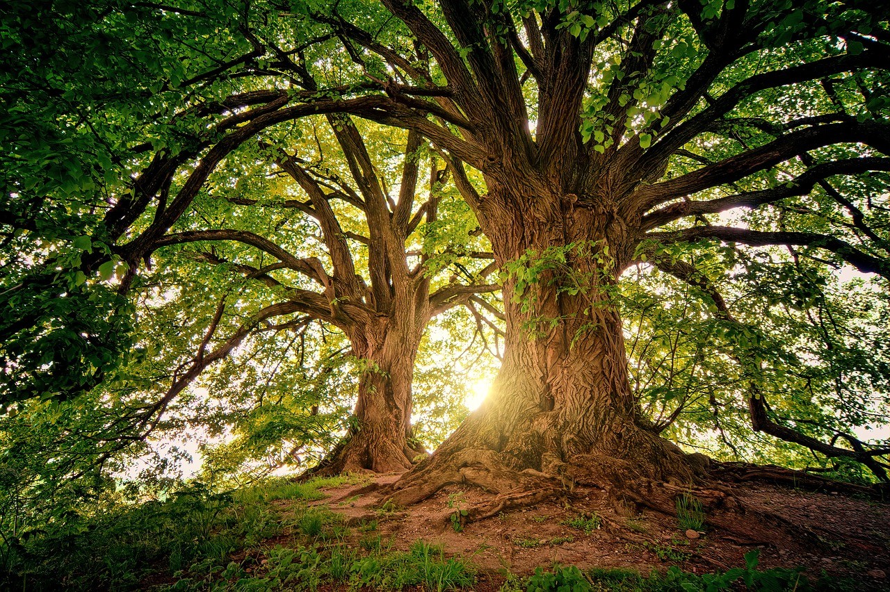 Ancient tree in a clearing