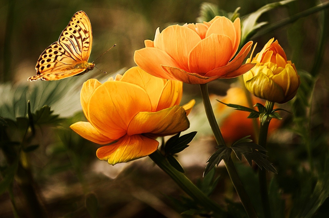 Butterfly on flowers