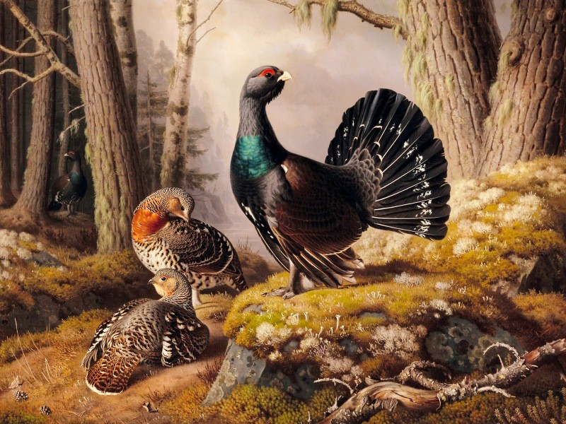 Painted pheasant in forest
